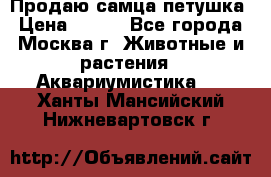 Продаю самца петушка › Цена ­ 700 - Все города, Москва г. Животные и растения » Аквариумистика   . Ханты-Мансийский,Нижневартовск г.